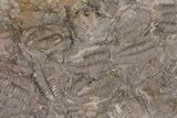 Ordovician Trilobite Mortality Plate (Pos/Neg) - Morocco #194174-6